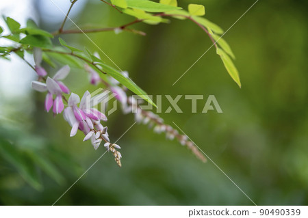 Garden wisteria 90490339