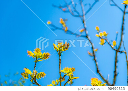 [風景]初夏上高地的新鮮綠色[長野縣] 90490813