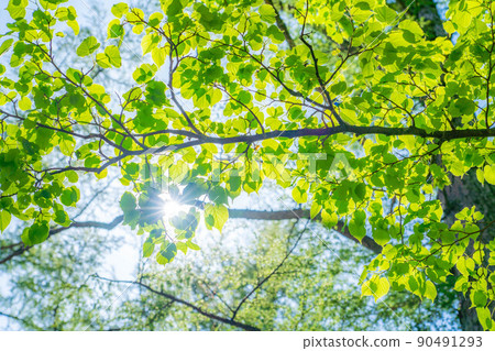 [Scenic view] Fresh green of Kamikochi in early summer [Nagano Prefecture] 90491293