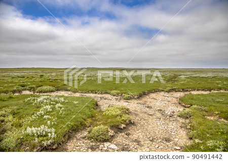 Tidal marshland Ameland 90491442