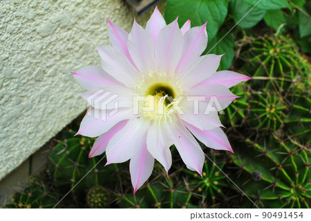 Cactus flowers blooming at home 90491454