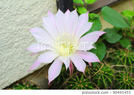 Cactus flowers blooming at home 90491455
