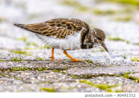Ruddy turnstone shore bird feeding on coast Ruddy turnstone shore bird feeding on coast 90491552