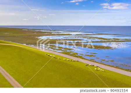 Aerial view sea dike with sheep at tidal marshland 90491554