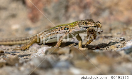 Common wall lizard with prey 90491555