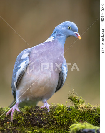 Wood pigeon on mossy branch 90491588