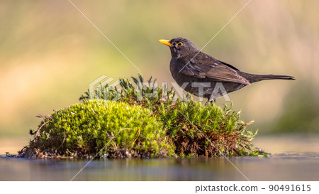 Common blackbird perched on moss with blurred background Common blackbird perched on moss with blurred background 90491615