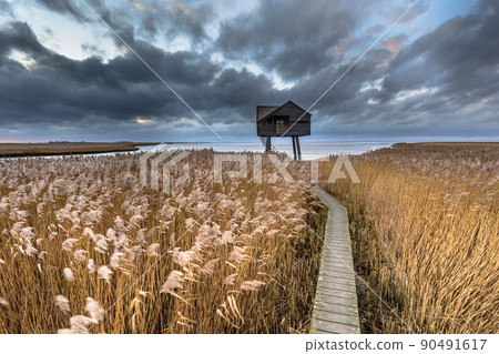 Wooden walkway through tidal marsh Wooden walkway through tidal marsh 90491617