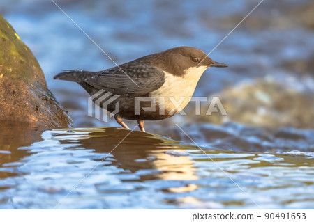 White throated dipper foraging in streaming water 90491653