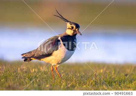 Northern lapwing foraging in grassland Netherlands 90491663