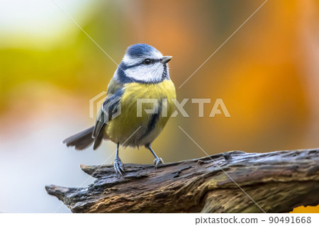 Eurasian Blue Tit perched on log with colorful background 90491668
