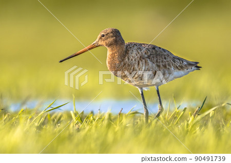 Black-tailed Godwit wader bird in natural habitat Black-tailed Godwit wader bird in natural habitat 90491739