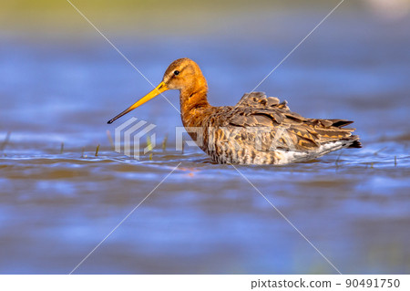 Black-tailed Godwit wader bird in natural habitat Black-tailed Godwit wader bird in natural habitat 90491750