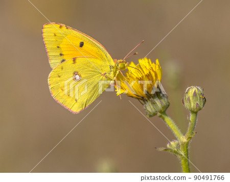 Clouded Yellow butterfly feeding on nectar 90491766