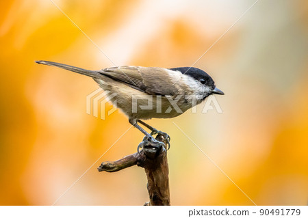Willow tit perched on branch on autumnal background Willow tit perched on branch on autumnal background 90491779