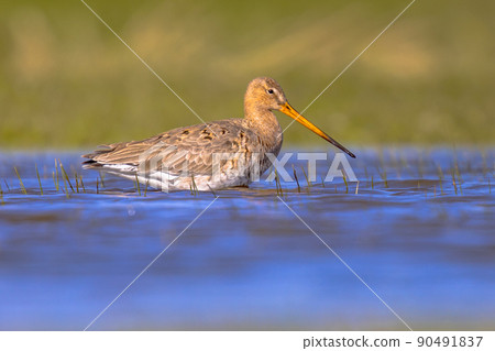 Black-tailed Godwit wader bird in natural habitat Black-tailed Godwit wader bird in natural habitat 90491837