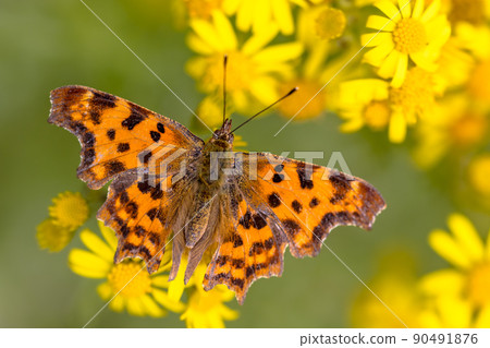 Comma butterfly on yellow flowers Comma butterfly on yellow flowers 90491876