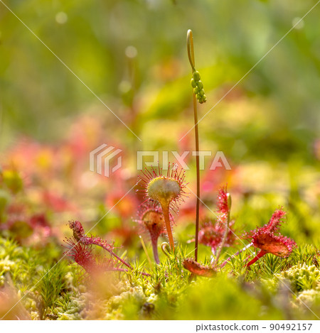 Round leaved sundew green background 90492157