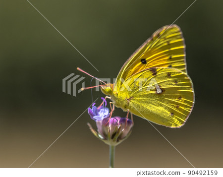 Clouded Yellow butterfly feeding on nectar 90492159