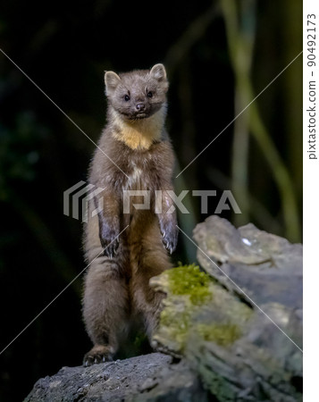 Pine marten on trunk in forest at night Pine marten on trunk in forest at night 90492173