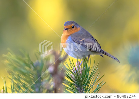 Red Robin bird in ecological garden Red Robin bird in ecological garden 90492274