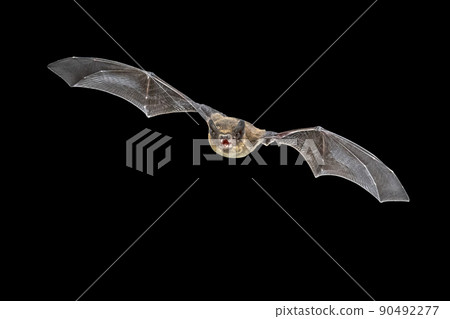 Flying Pipistrelle bat isolated on black background Flying Pipistrelle bat isolated on black background 90492277