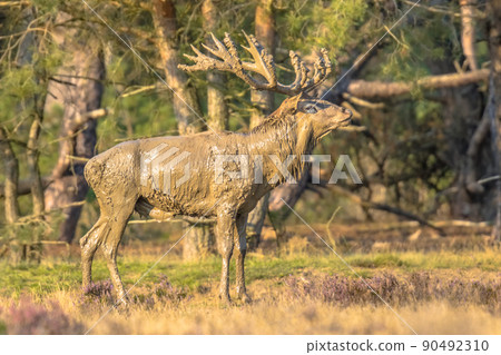 Red deer rutting season Veluwe Red deer rutting season Veluwe 90492310