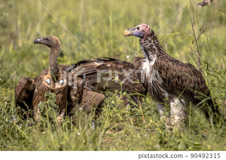 African vultures size comparison 90492315