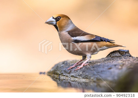 Hawfinch male bird drinking on blurred background 90492318