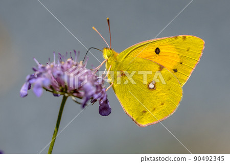 Clouded Yellow butterfly feeding on nectar 90492345
