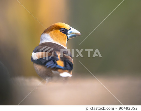 Hawfinch male bird foraging on blurred background 90492352