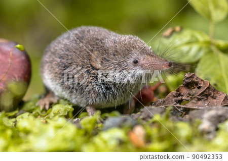 Eurasian pygmy shrew natural habitat 90492353