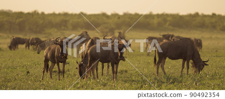Blue Wildebeest 90492354