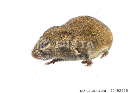 Field vole walking on white background Field vole walking on white background 90492356
