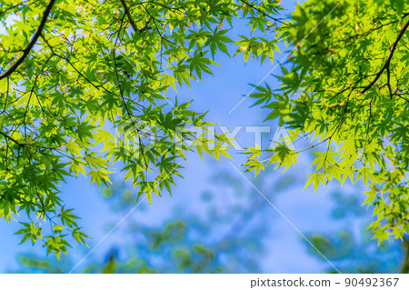 [新鮮綠色材料]鎌倉市北國寺新鮮綠色[神奈川縣] 90492367