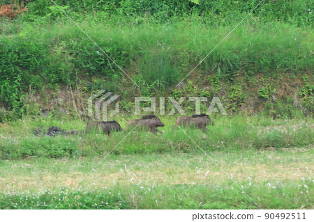 Wild boar running in the field 90492511