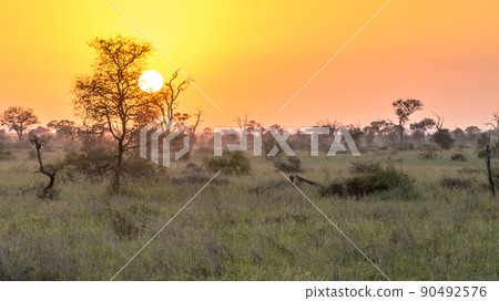Sunrise over south african savanna 90492576