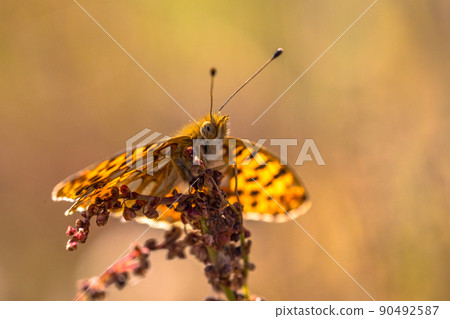 Queen of Spain fritillary Queen of Spain fritillary 90492587