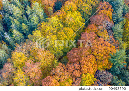 Aerial view of mixed autumn forest Aerial view of mixed autumn forest 90492590