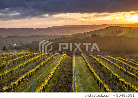 Vineyard in foggy hills 90492591