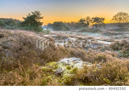 Heathland in hilly terrain on a cold morning Heathland in hilly terrain on a cold morning 90492592