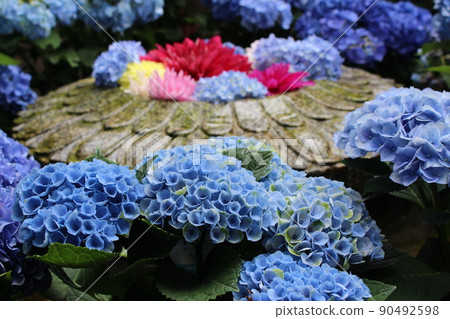 Tenjiku Peony Dahlia Okadera Takaichi District, Nara Prefecture Asuka Village Ishibutai Hydrangea Hydrangea Ishibutai Tumulus Tenjiku Peony Dahlia Okadera Takaichi District, Nara Prefecture Asuka Village Ishibutai Hydrangea Hydrangea Ishibutai Tumulus 90492598