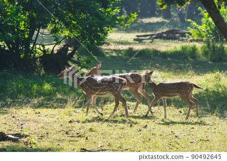 Spotted Deer or Chital or Axis deer in a national park in India Spotted Deer or Chital or Axis deer in a national park in India 90492645