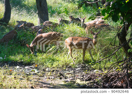 Spotted Deer or Chital or Axis deer in a national park in India Spotted Deer or Chital or Axis deer in a national park in India 90492646