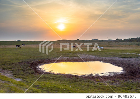 Drinking pool in meadow Drinking pool in meadow 90492673