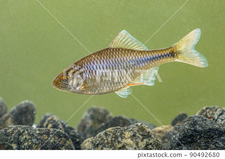 European bitterling natural river 90492680