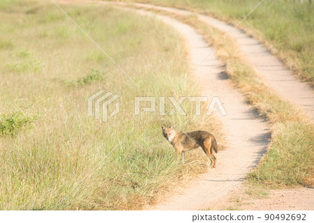 Golden Jackal in a national park in India Golden Jackal in a national park in India 90492692