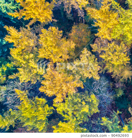 aerial view of autumn forest with colorful foliage aerial view of autumn forest with colorful foliage 90492693