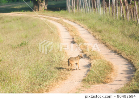 Golden Jackal in a national park in India Golden Jackal in a national park in India 90492694