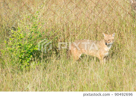 Golden Jackal in a national park in India 90492696